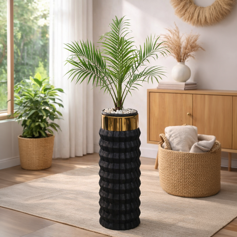 Phoenix Palm