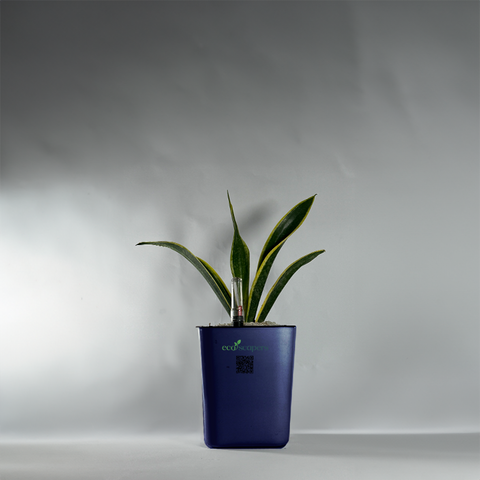 Snake Plant Dwarf Thai