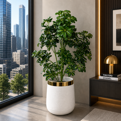 Cheecho Plant With Planter