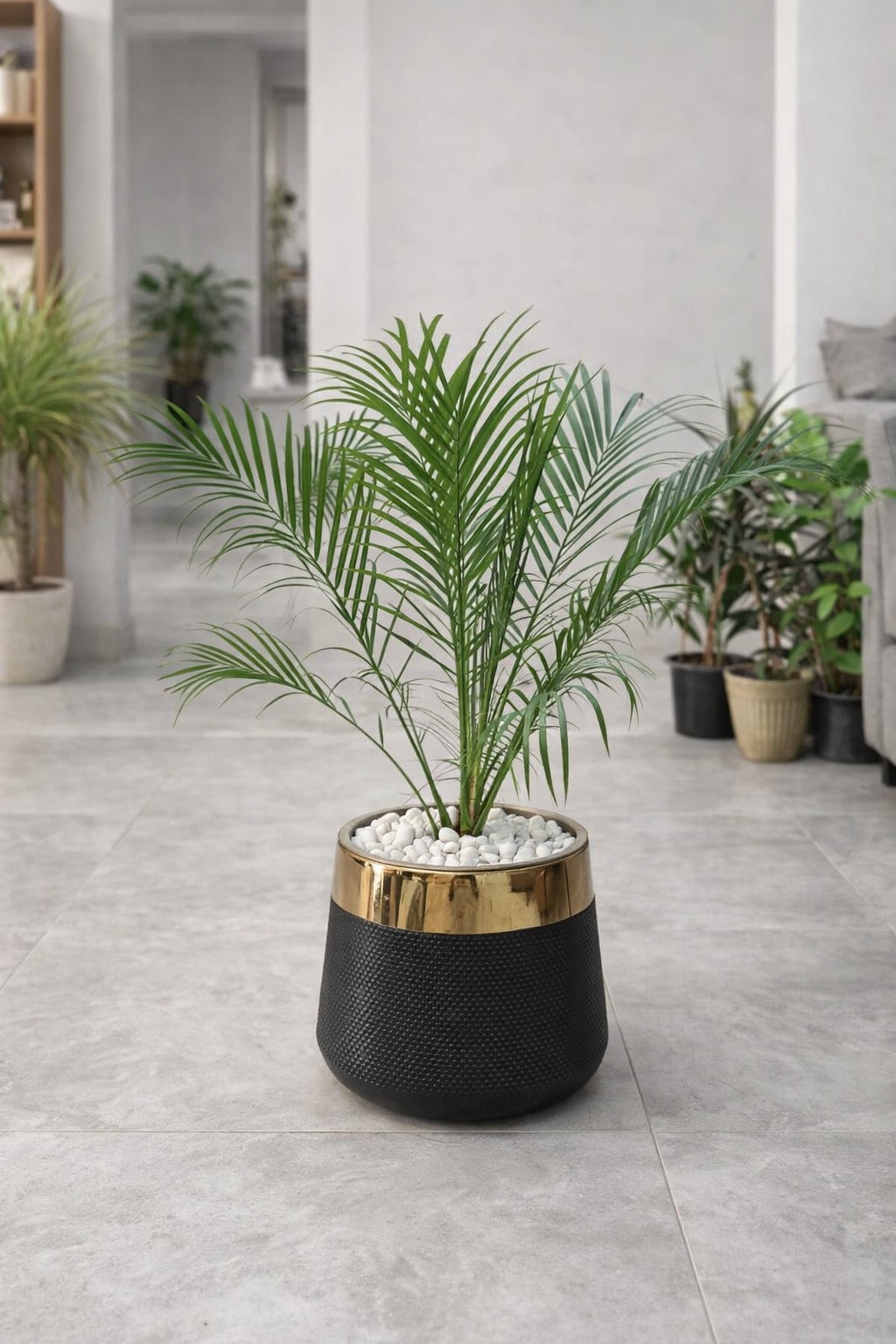 Phoenix Palm With Luxe Planter