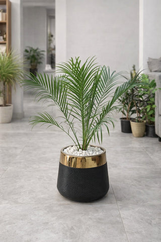 Phoenix Palm With Luxe Planter