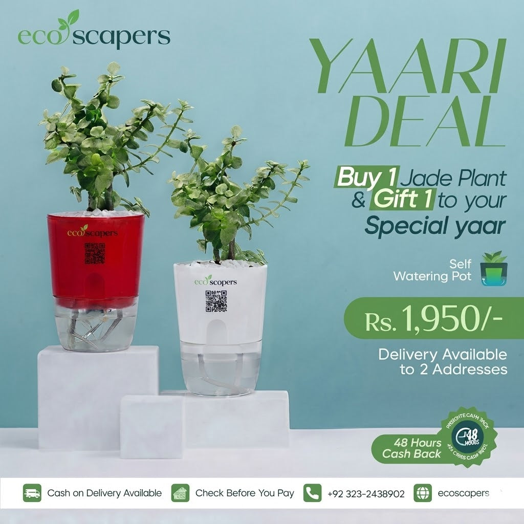 Yaari Deal Buy 1 Jade Plant & Gift 1 to Your Special Yaar — EcoScapers Pakistan