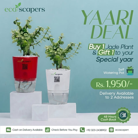 Yaari Deal Buy 1 Jade Plant & Gift 1 to Your Special Yaar — EcoScapers Pakistan