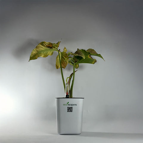 Syngonium Pink (Arrowhead Vine)