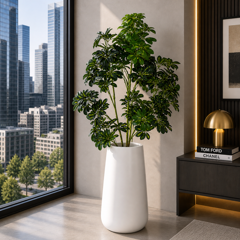 Cheecho Plant With Planter