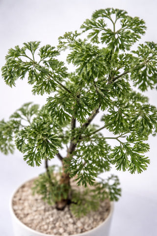 Aralia Dwarf Thai