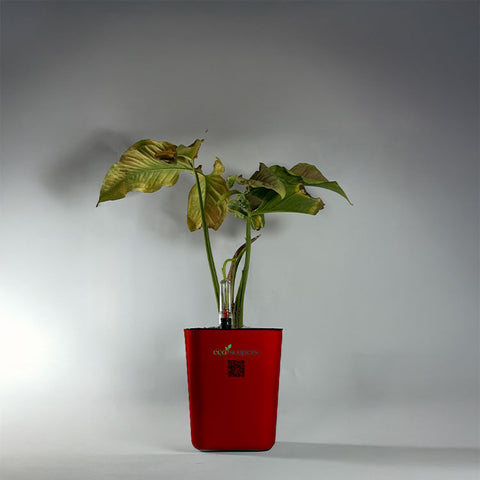 Syngonium Pink (Arrowhead Vine)