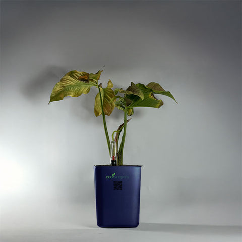 Syngonium Pink (Arrowhead Vine)