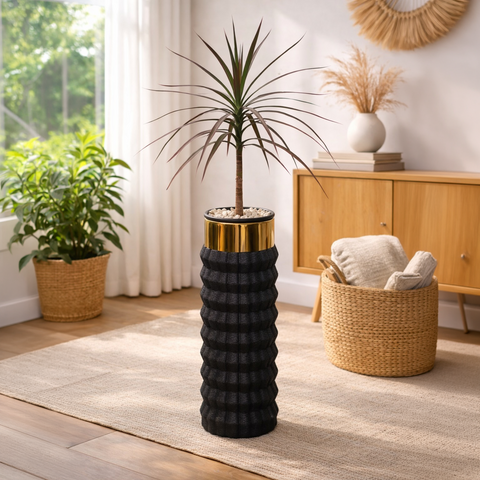 Dracaena marginata Black