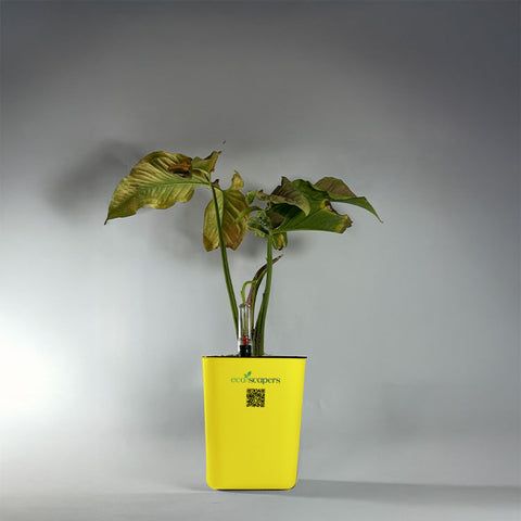 Syngonium Pink (Arrowhead Vine)