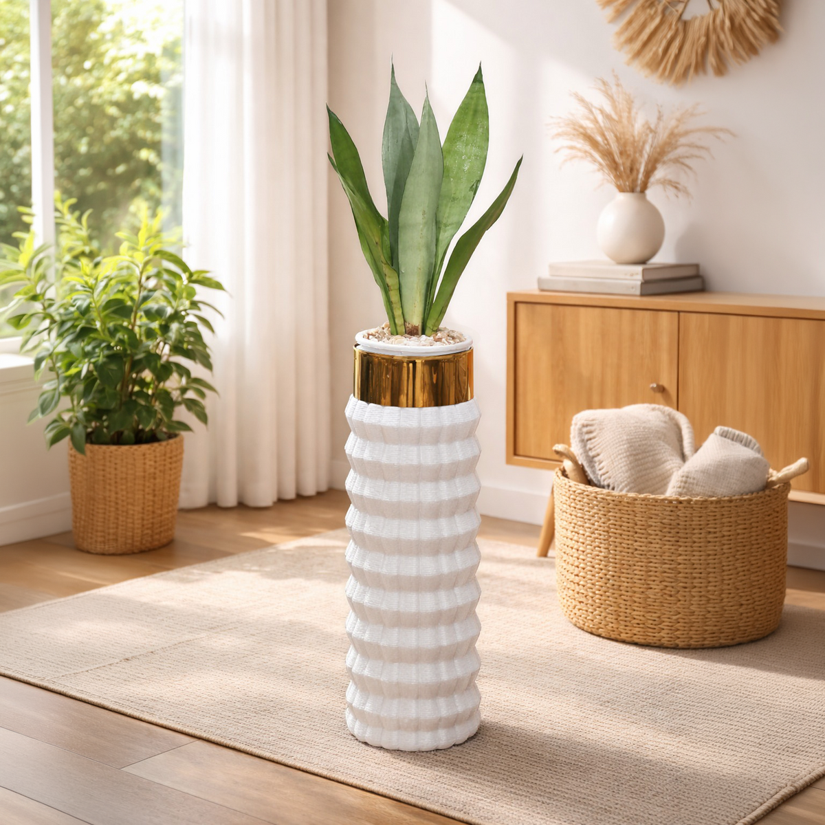 Sansevieria Snake Moonlight