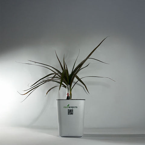 Dracaena Marginata (Dragon Tree)