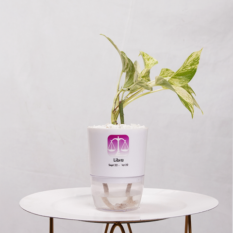 Money Plant Marble Queen