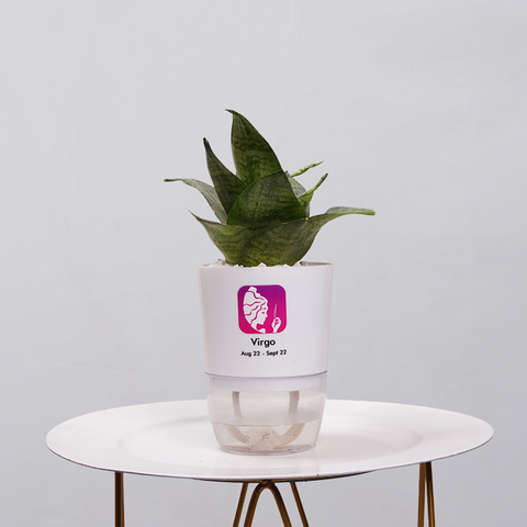 Snake Plant Bird’s Nest (Sansevieria Hahnii)