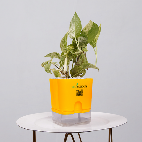 Money Plant Green (Pothos, Epipremnum aureum)
