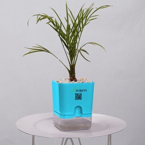 Phoenix Palm