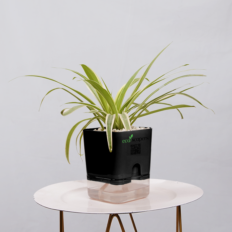 Dracaena marginata Madagascar multicolour