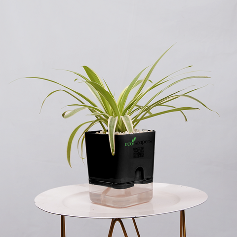 Dracaena marginata Madagascar multicolour