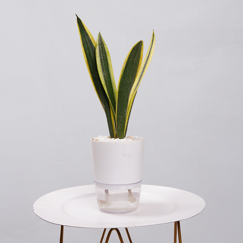 Snake Plant Dwarf Thai
