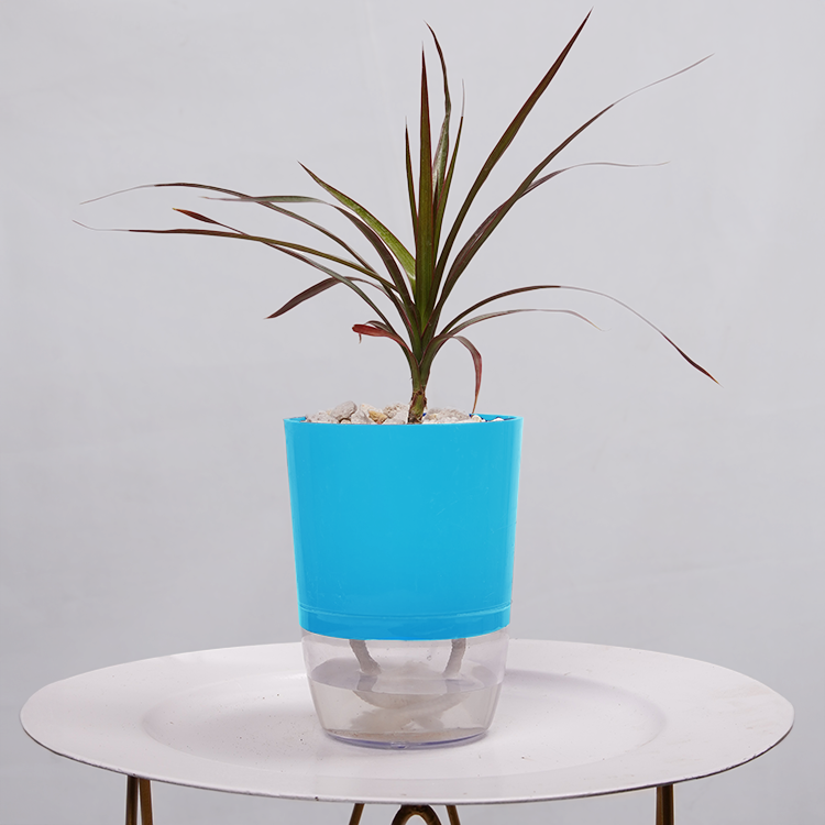 Dracaena Marginata (Dragon Tree)