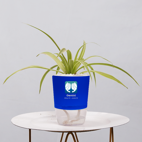 Spider Plant (Chlorophytum comosum)