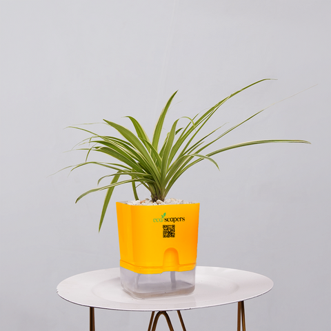Spider Plant (Chlorophytum comosum)