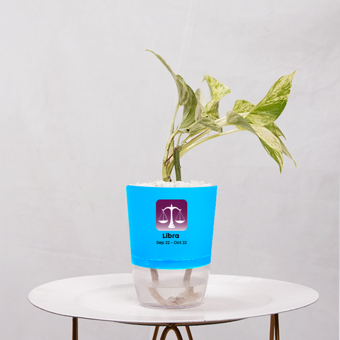 Money Plant Marble Queen