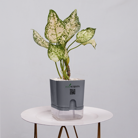 Aglaonema Chinese Evergreen