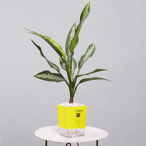 Aglaonema Tigress