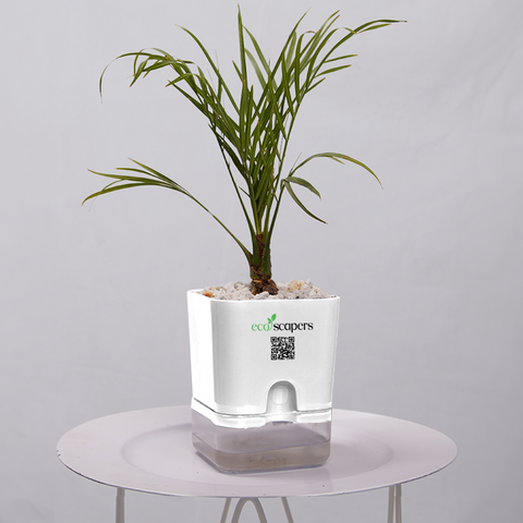 Phoenix Palm