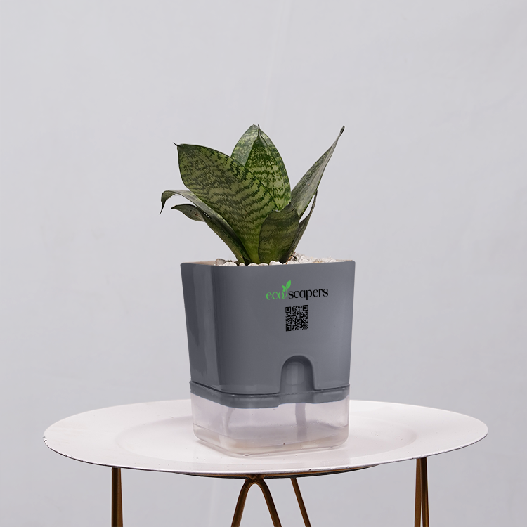 Snake Plant Bird’s Nest (Sansevieria Hahnii)