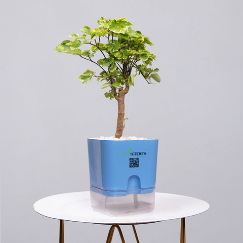 Ficus Bonsai