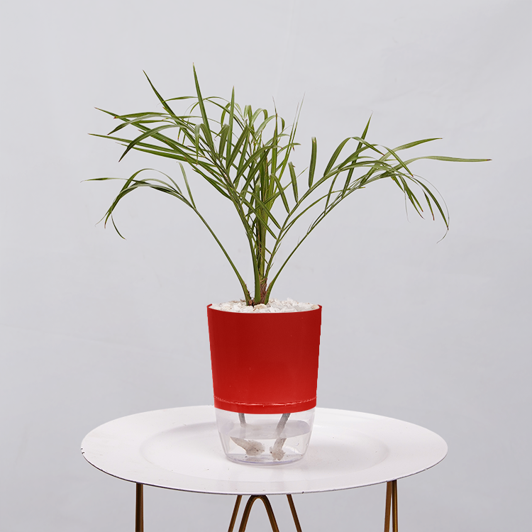 Phoenix Palm