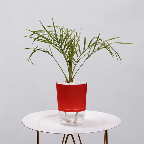 Phoenix Palm