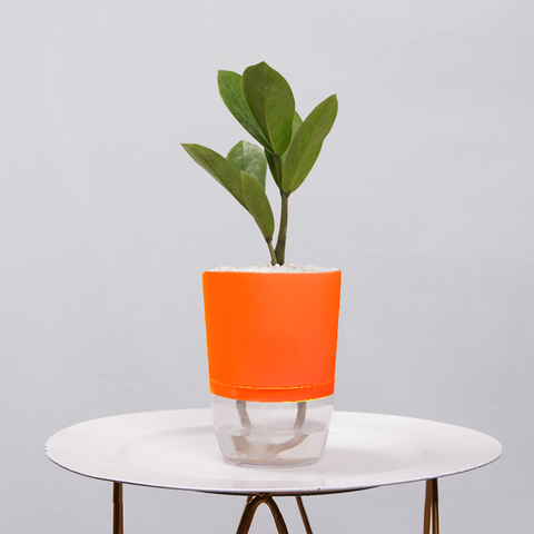 ZZ Plant (Zamioculcas zamiifolia)