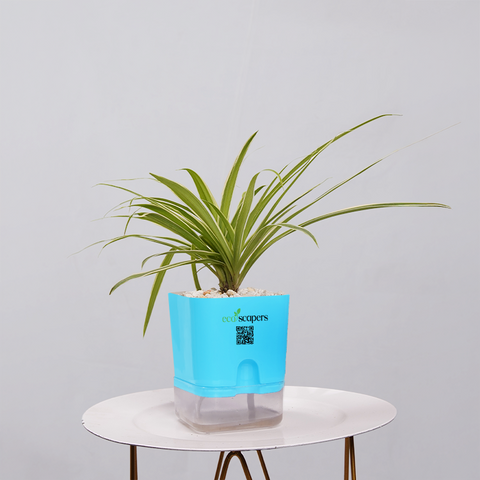Spider Plant (Chlorophytum comosum)