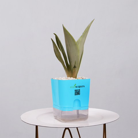 Sansevieria Moonlight