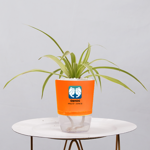 Spider Plant (Chlorophytum comosum)