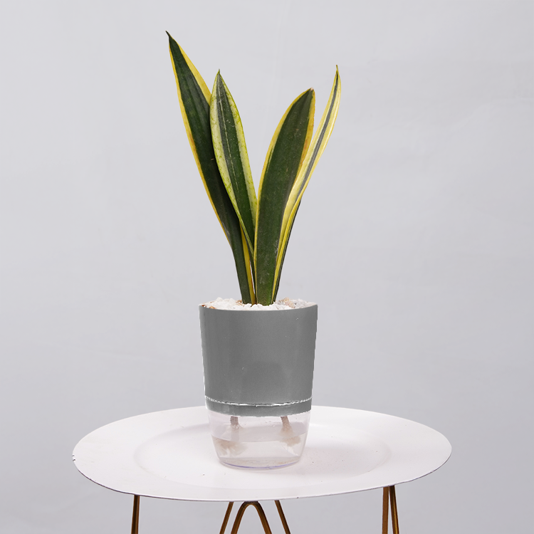 Snake Plant Dwarf Thai