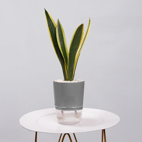 Snake Plant Dwarf Thai
