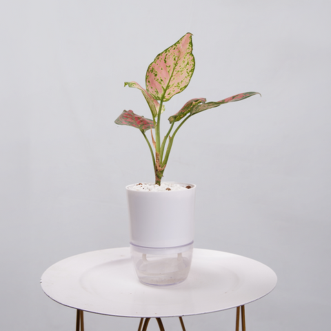 Aglaonema pink lipstick