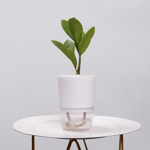 ZZ Plant (Zamioculcas zamiifolia)