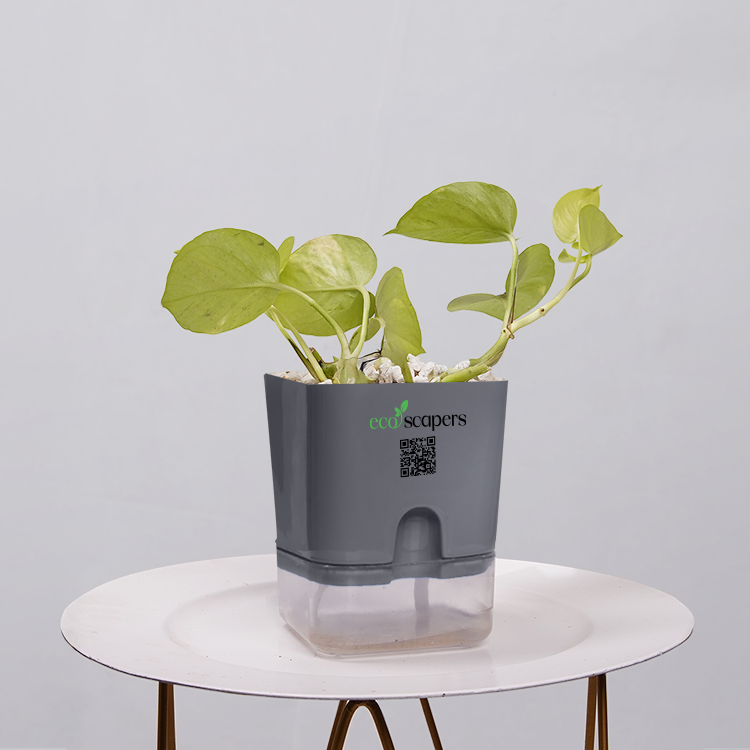 Money Plant Neon