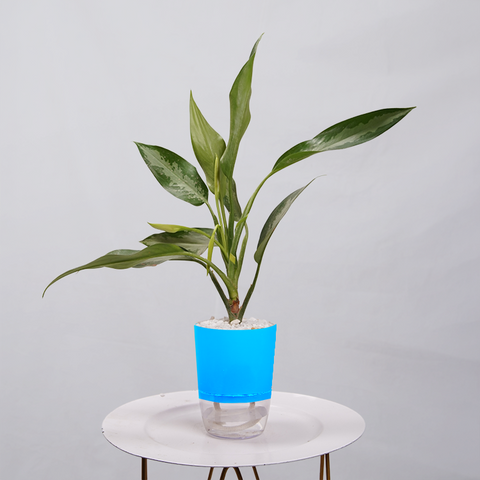 Aglaonema Chinese Evergreen