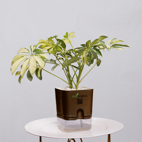 Shefflera (Umbrella Plant)