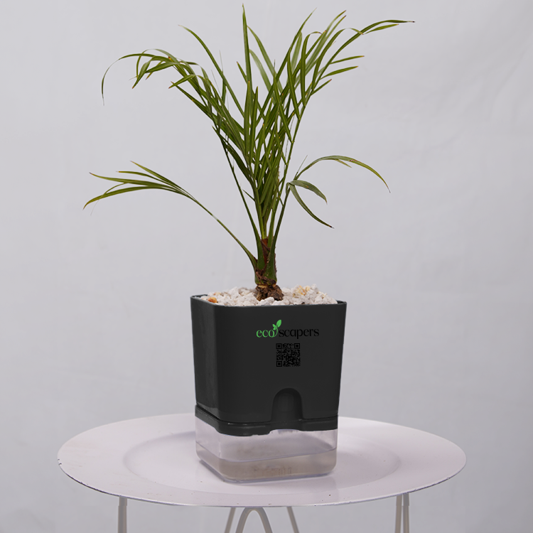 Phoenix Palm