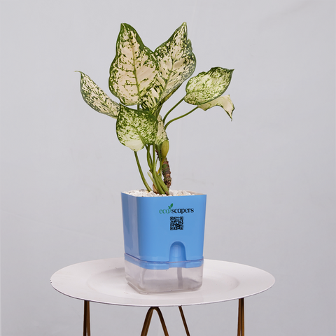 Aglaonema Snow white