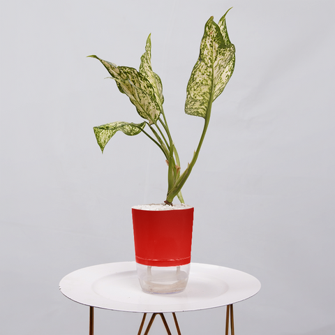 Aglaonema Snow white