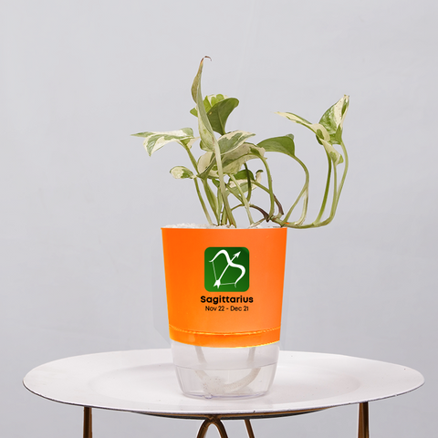 Money Plant Green (Pothos, Epipremnum aureum)