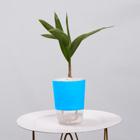 Coconut Palm Seedling